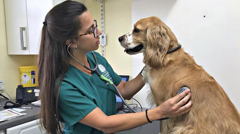 Administración y Gestión de Veterinarias